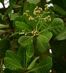 Anacardium occidentale