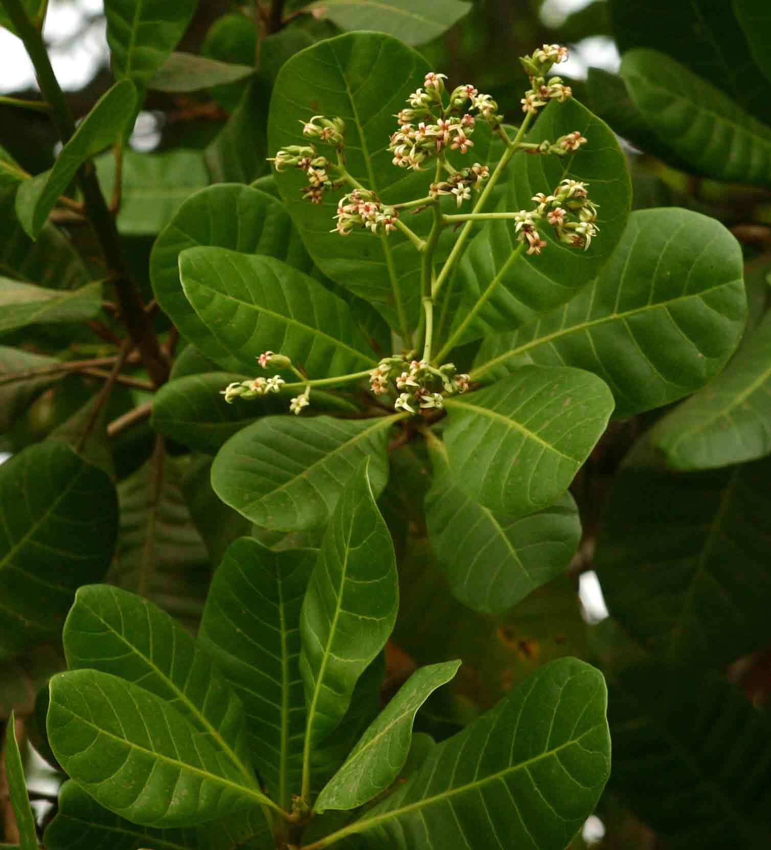 Anacardium occidentale