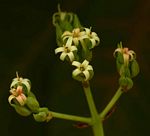 Anacardium occidentale
