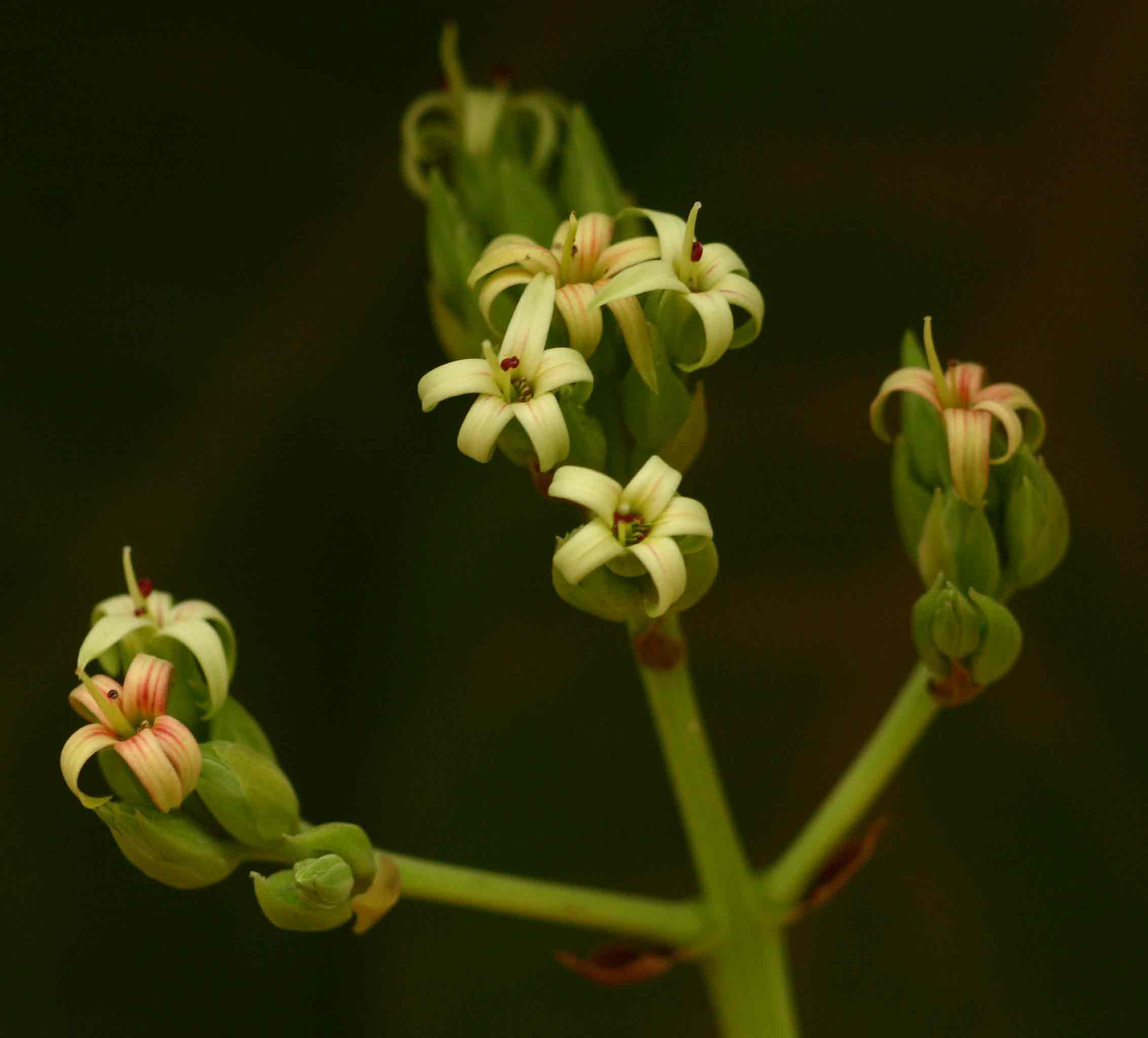 Anacardium occidentale