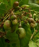 Anacardium occidentale