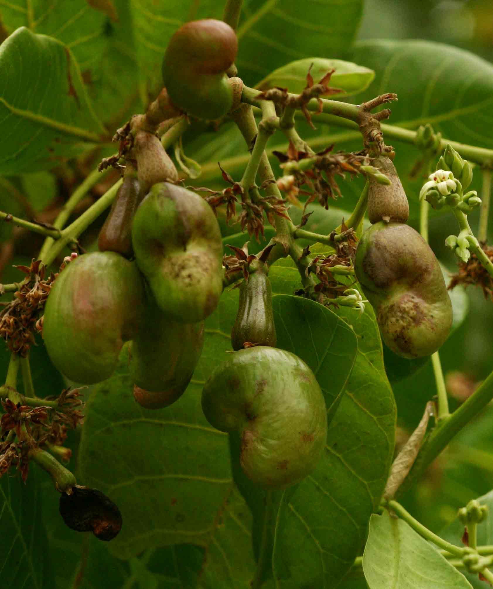 Anacardium occidentale