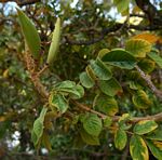 Spathodea campanulata subsp. nilotica