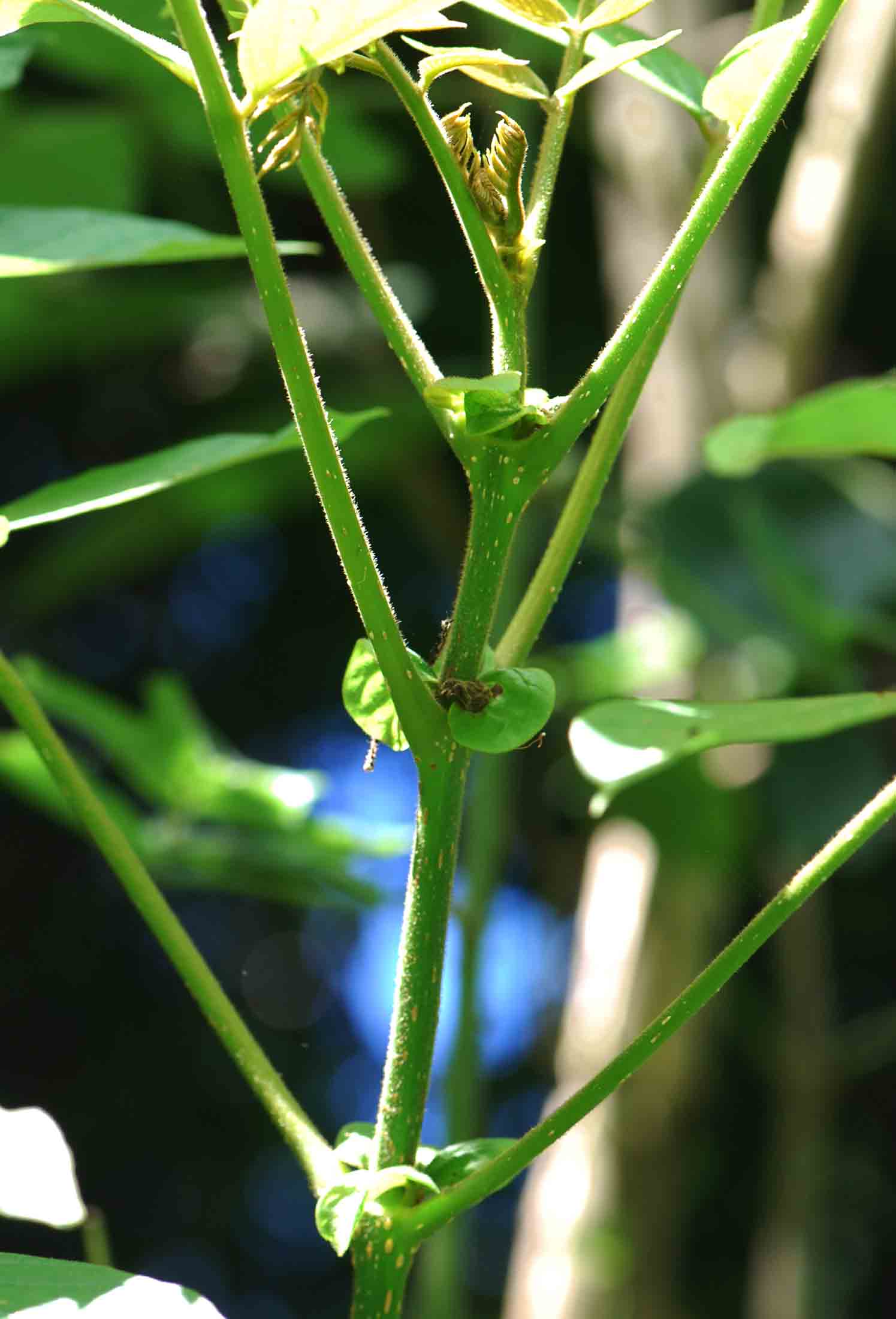 Spathodea campanulata subsp. nilotica