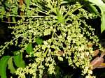 Harpephyllum caffrum