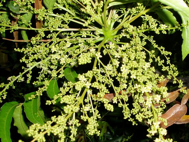 Harpephyllum caffrum