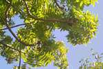 Harpephyllum caffrum