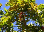 Harpephyllum caffrum