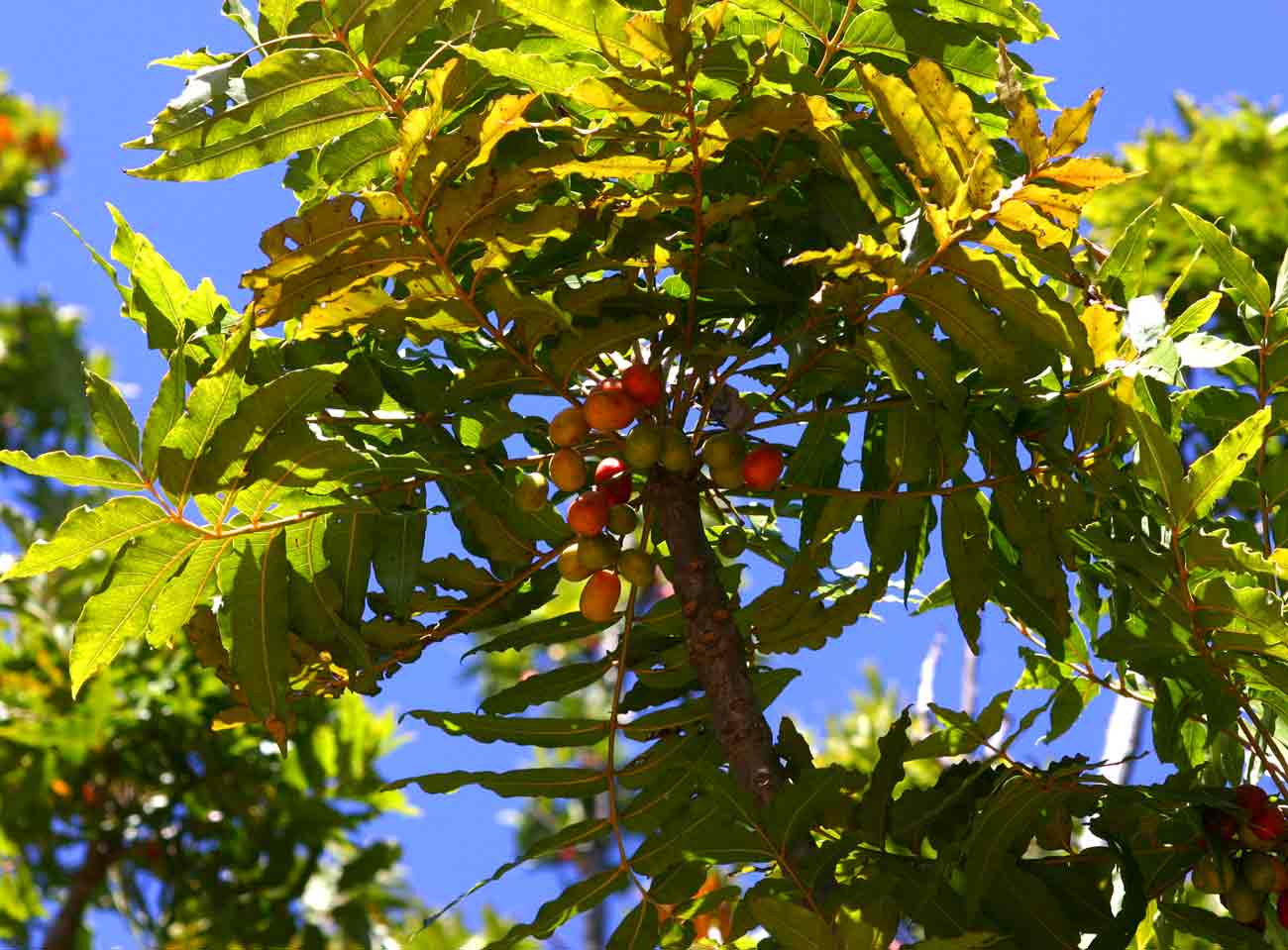 Harpephyllum caffrum