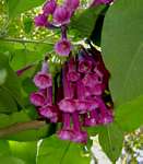 Iochroma cyaneum