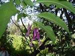 Iochroma cyaneum