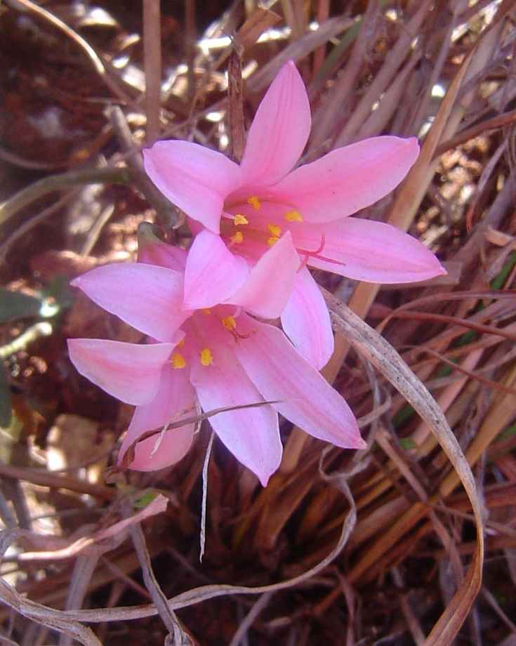 Cyrtanthus galpinii