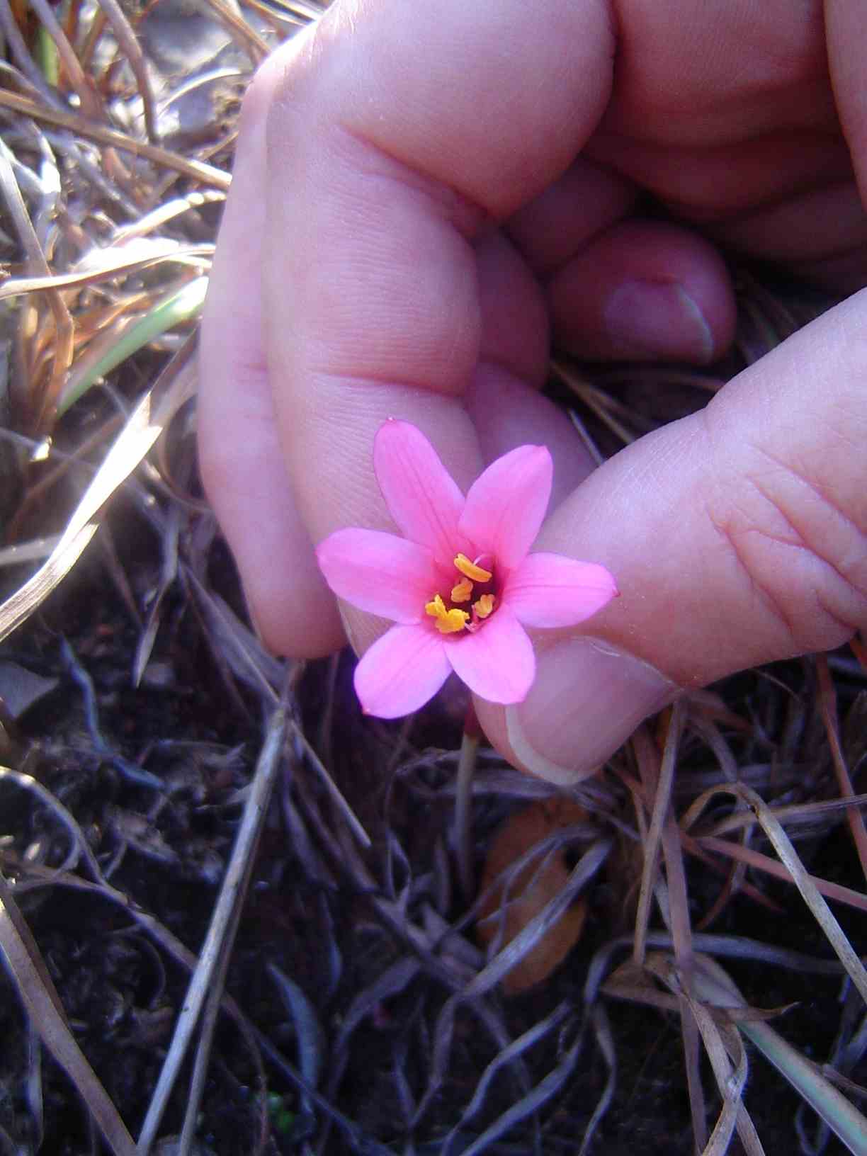 Cyrtanthus galpinii