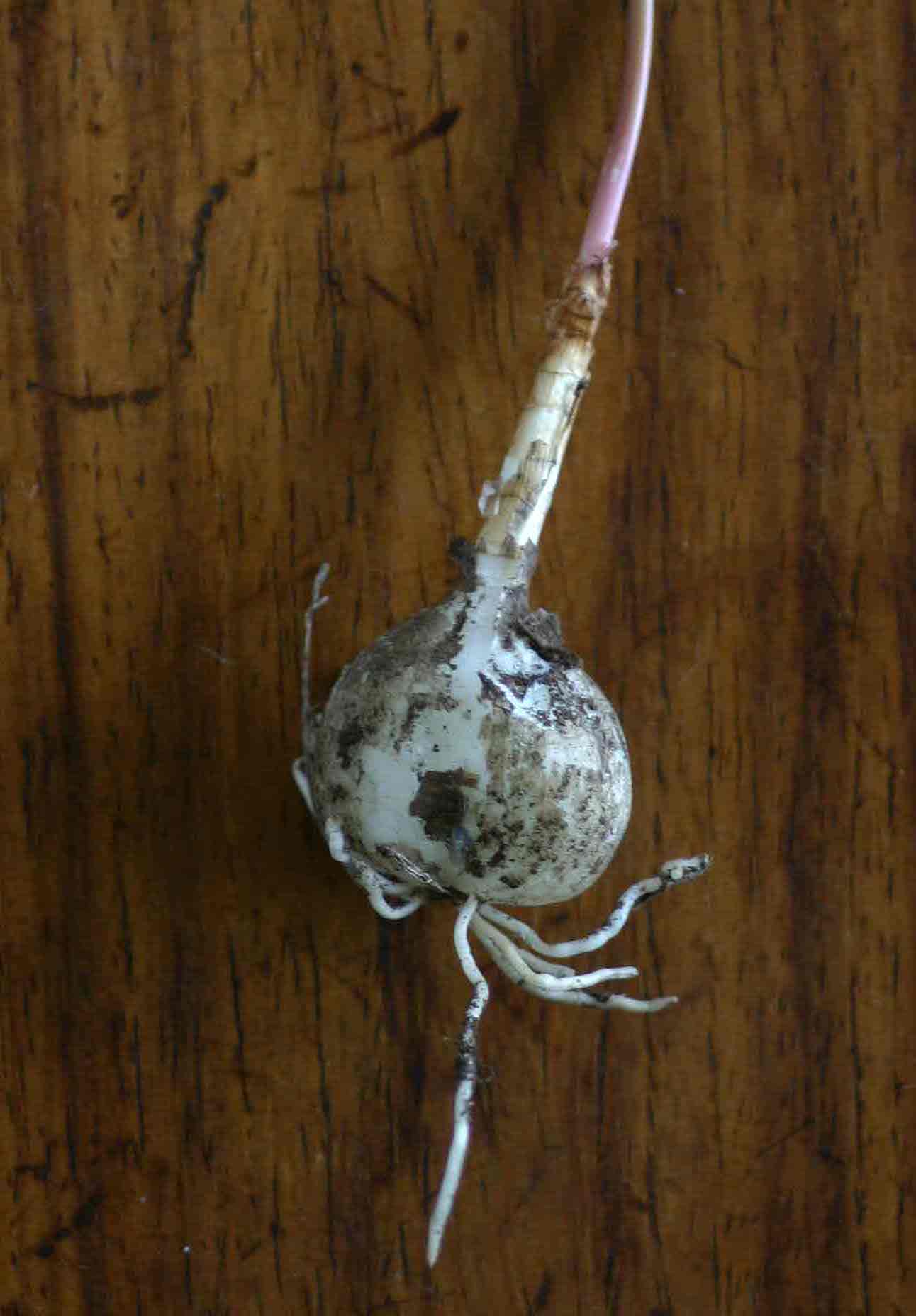 Cyrtanthus galpinii