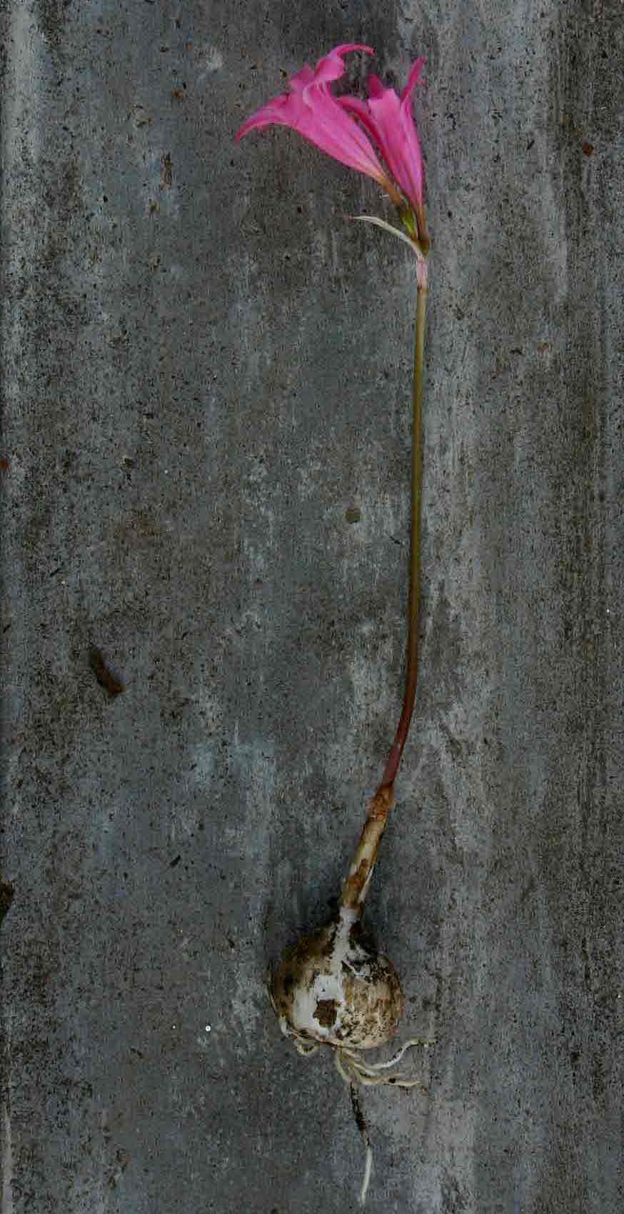 Cyrtanthus galpinii