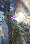 Cyrtanthus galpinii