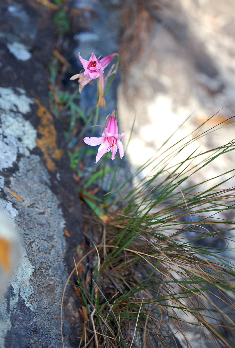 Cyrtanthus galpinii