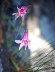 Cyrtanthus galpinii