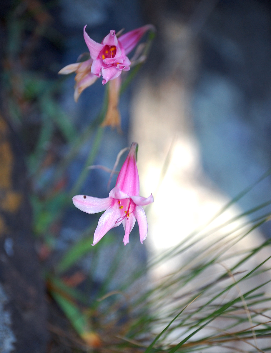 Cyrtanthus galpinii