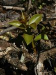 Pereskia aculeata