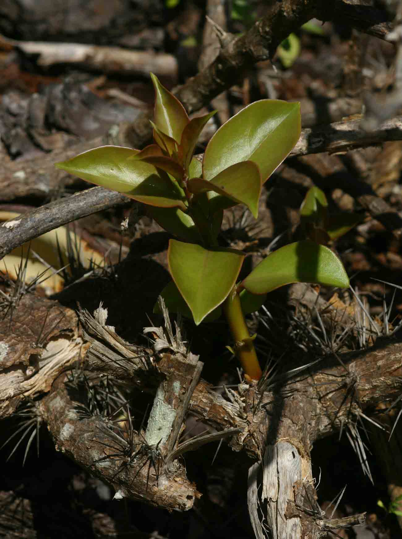 Pereskia aculeata