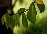 Pereskia aculeata