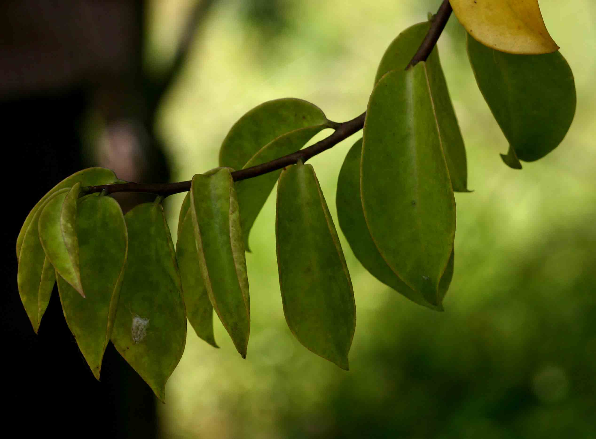 Pereskia aculeata