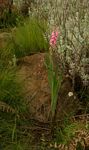 Gladiolus crassifolius