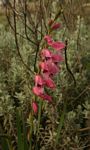 Gladiolus crassifolius