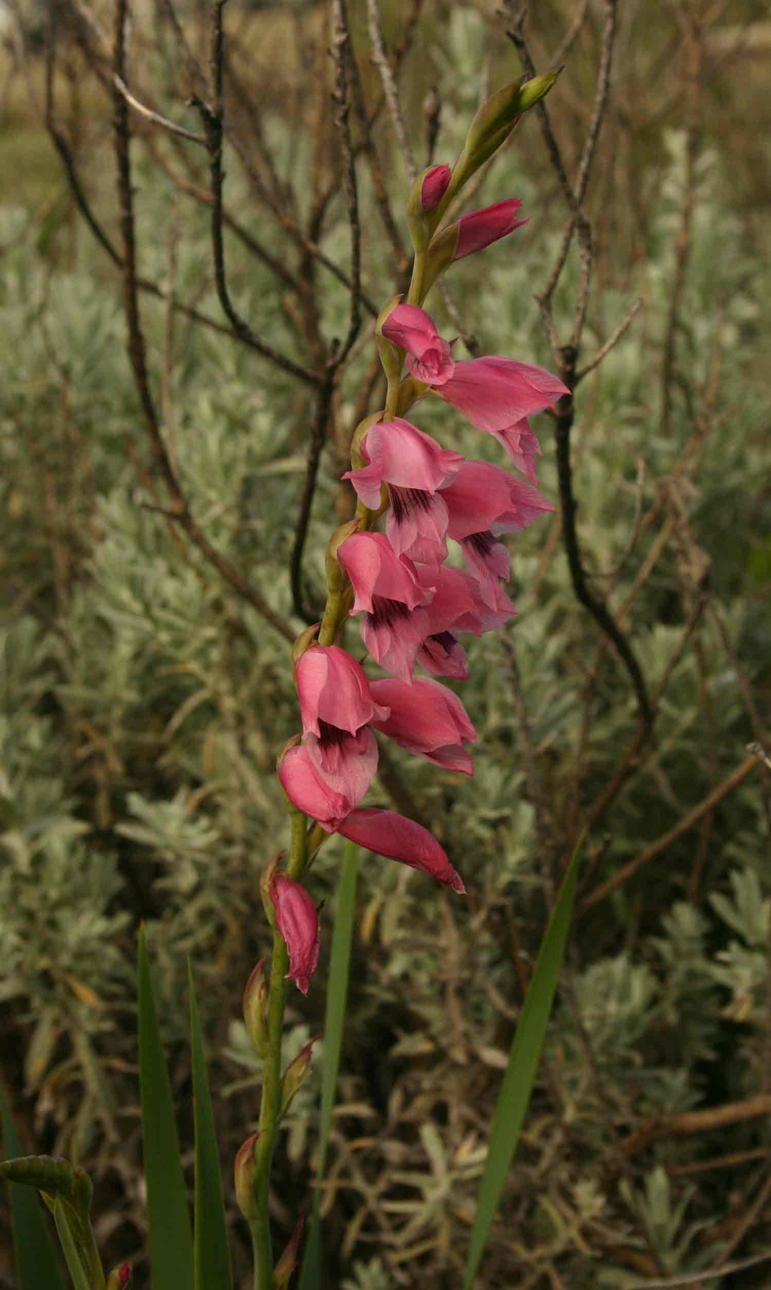 Gladiolus crassifolius