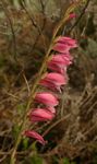 Gladiolus crassifolius