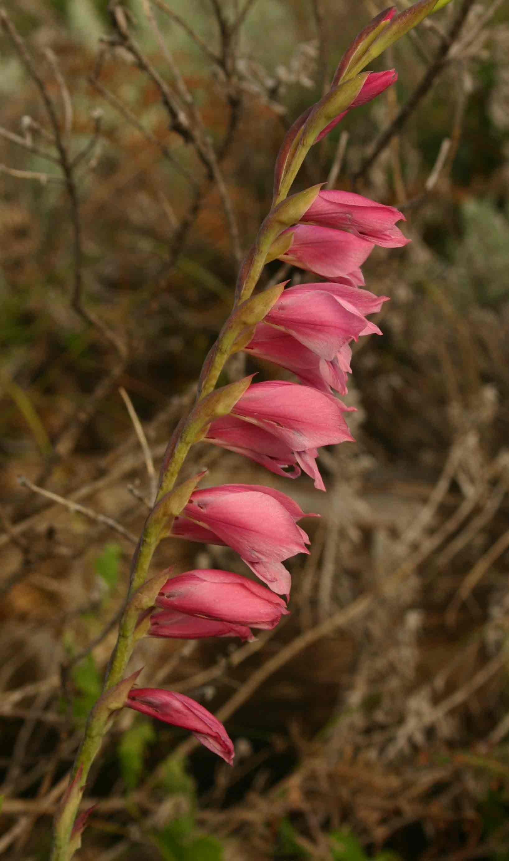 Gladiolus crassifolius