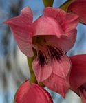 Gladiolus crassifolius