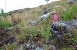 Gladiolus crassifolius