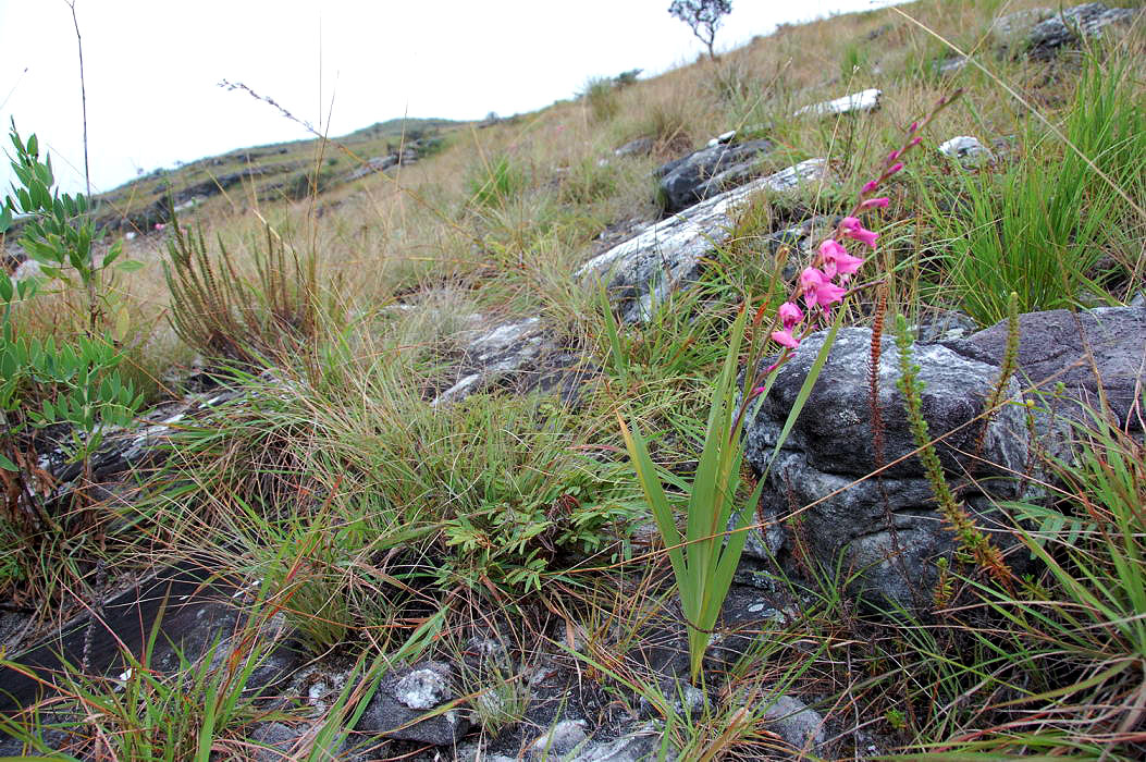 Gladiolus crassifolius