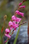 Gladiolus crassifolius