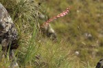 Gladiolus crassifolius