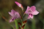 Gladiolus crassifolius