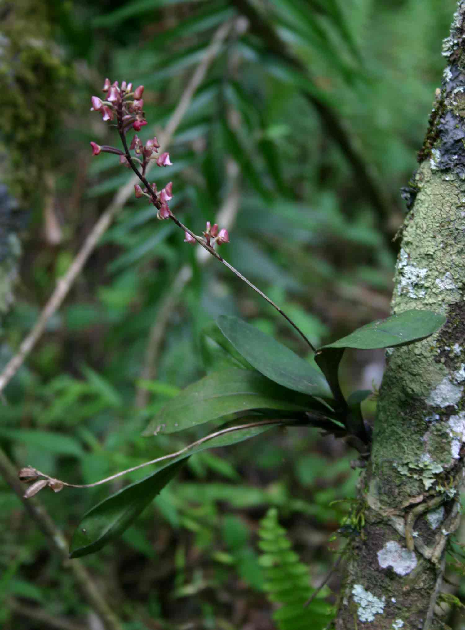 Polystachya concreta (red-flowered form)