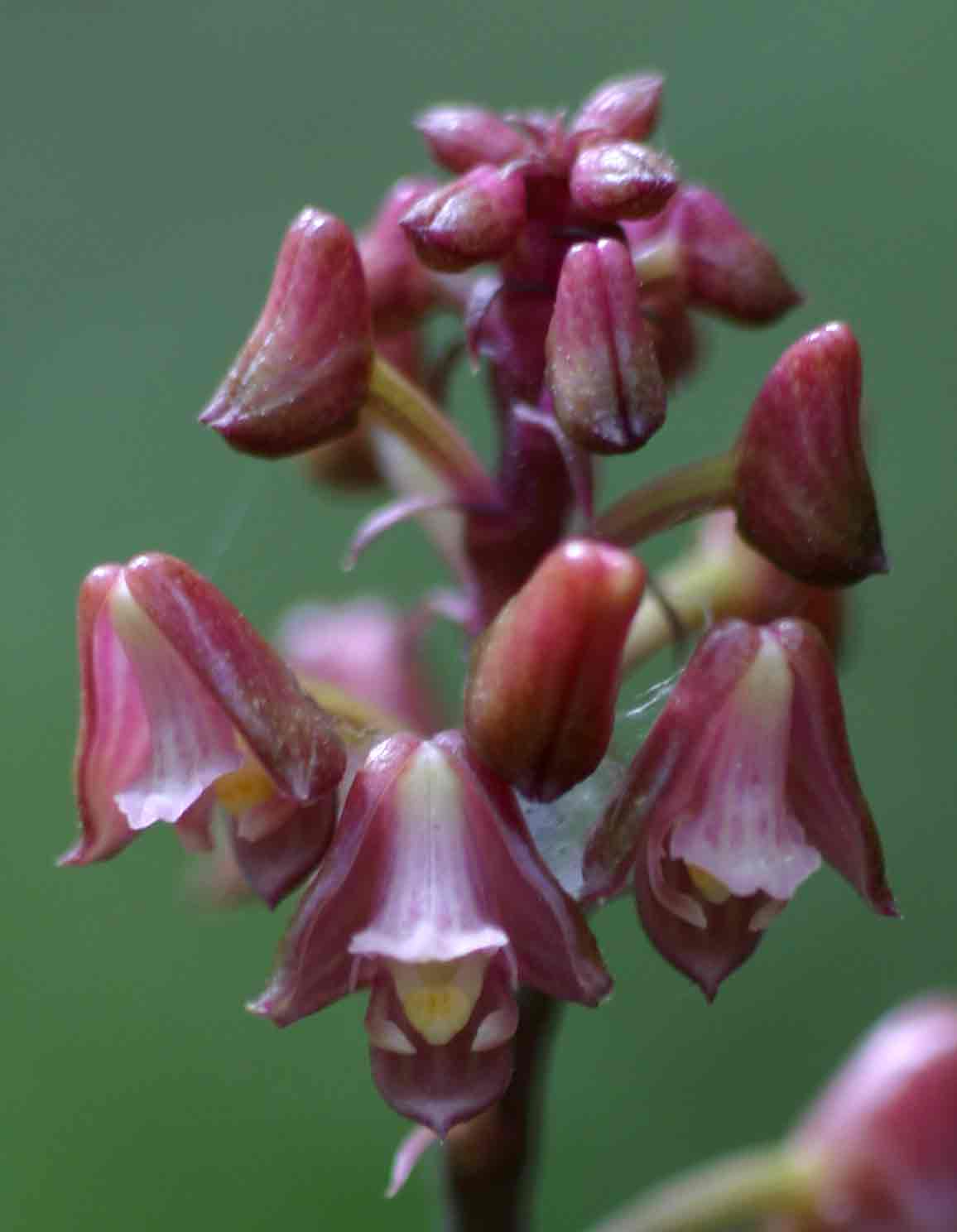 Polystachya concreta (red-flowered form)