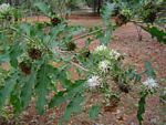 Vernonia adoensis