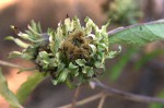Vernonia adoensis