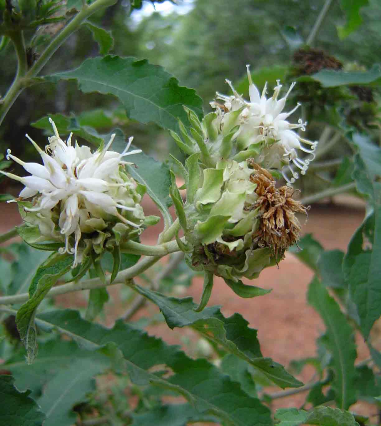 Vernonia adoensis