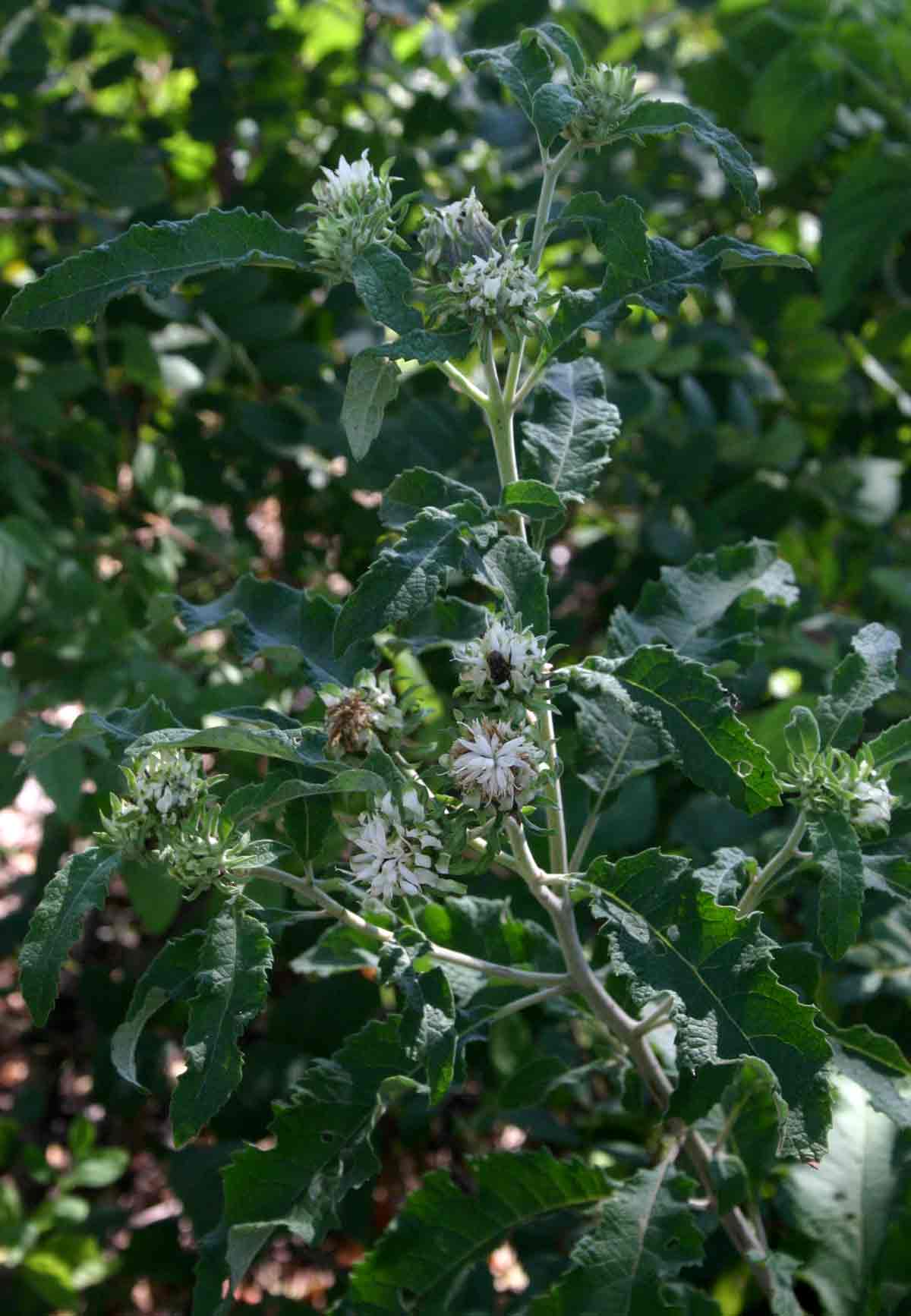 Vernonia adoensis