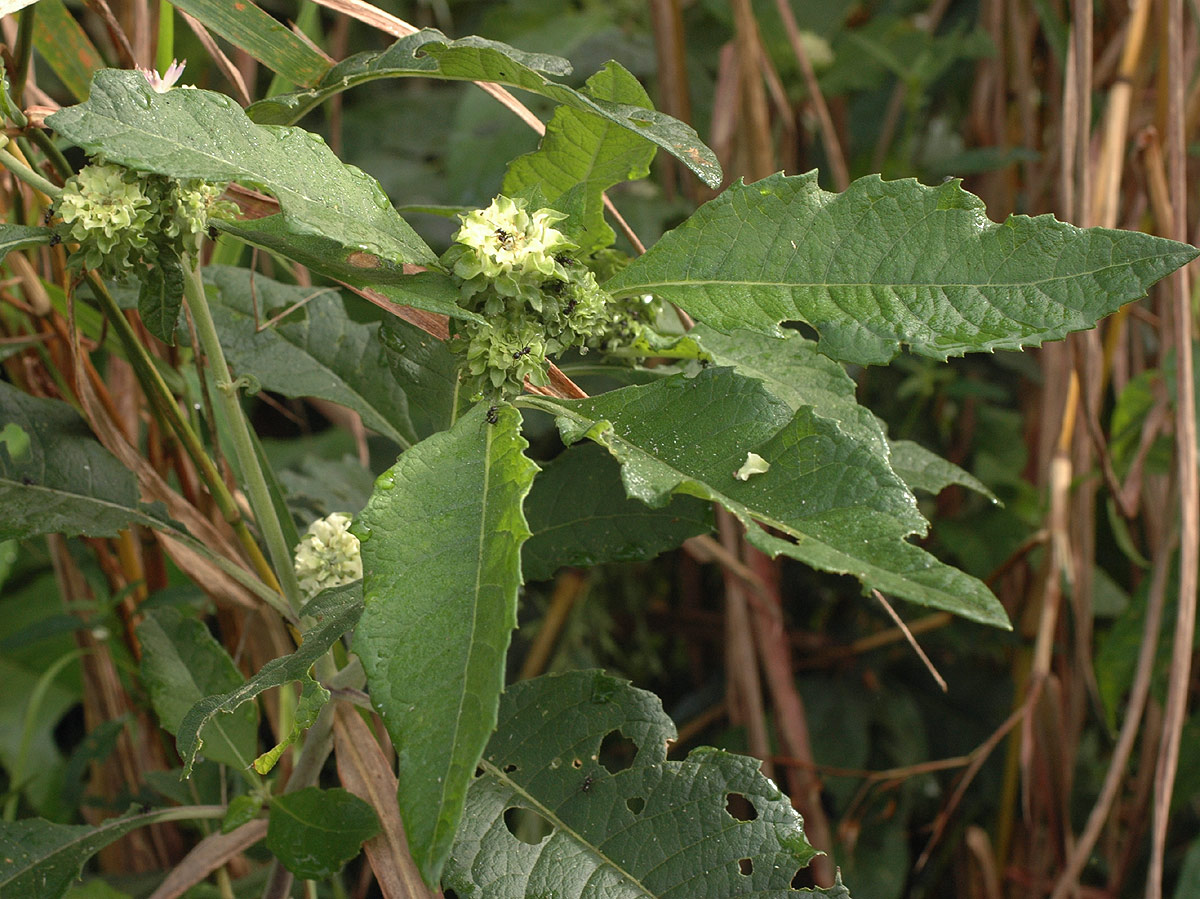 Vernonia adoensis