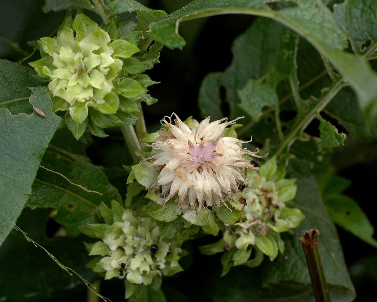Vernonia adoensis