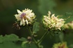 Vernonia adoensis
