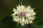 Vernonia adoensis