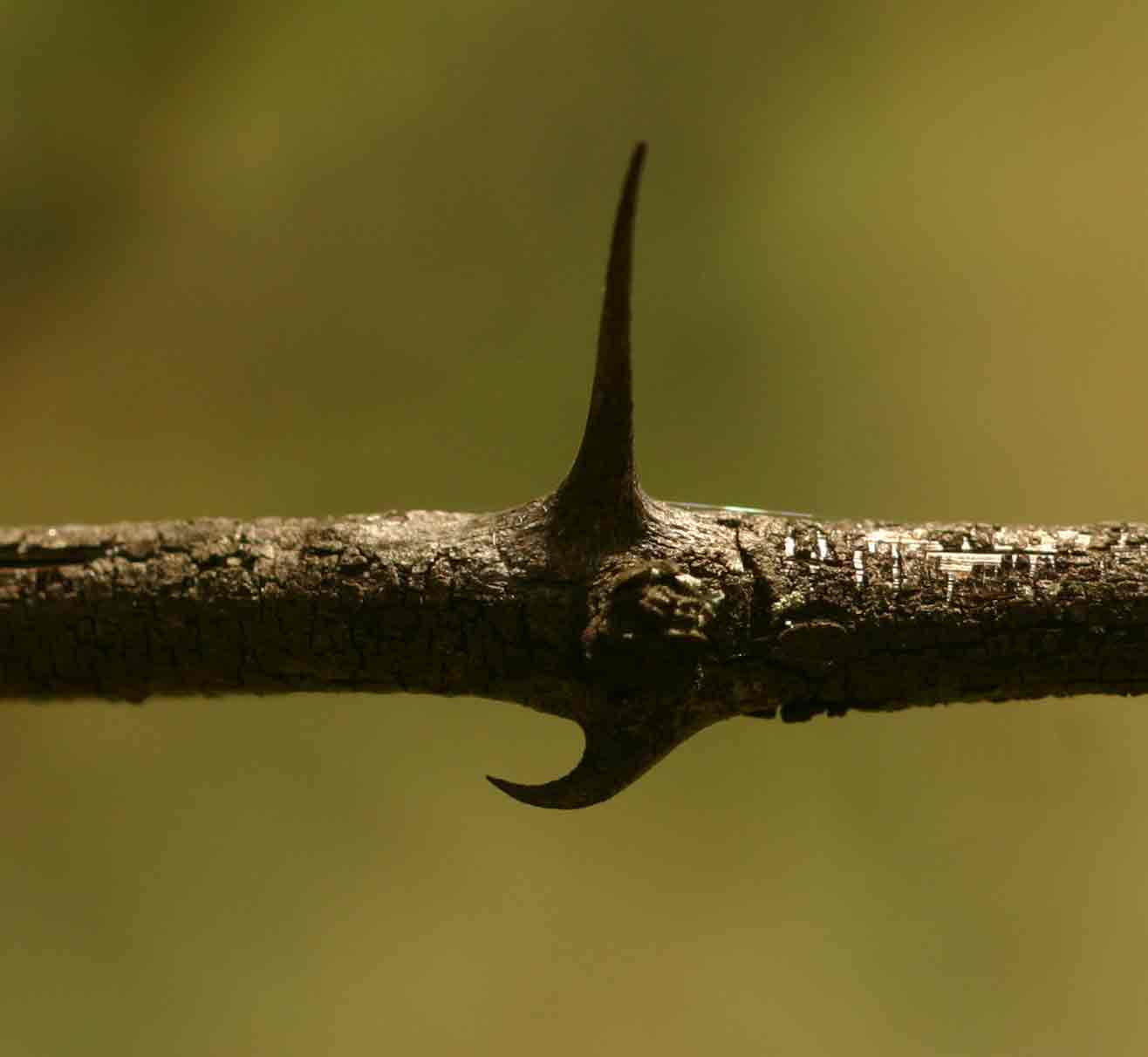 Ziziphus mucronata
