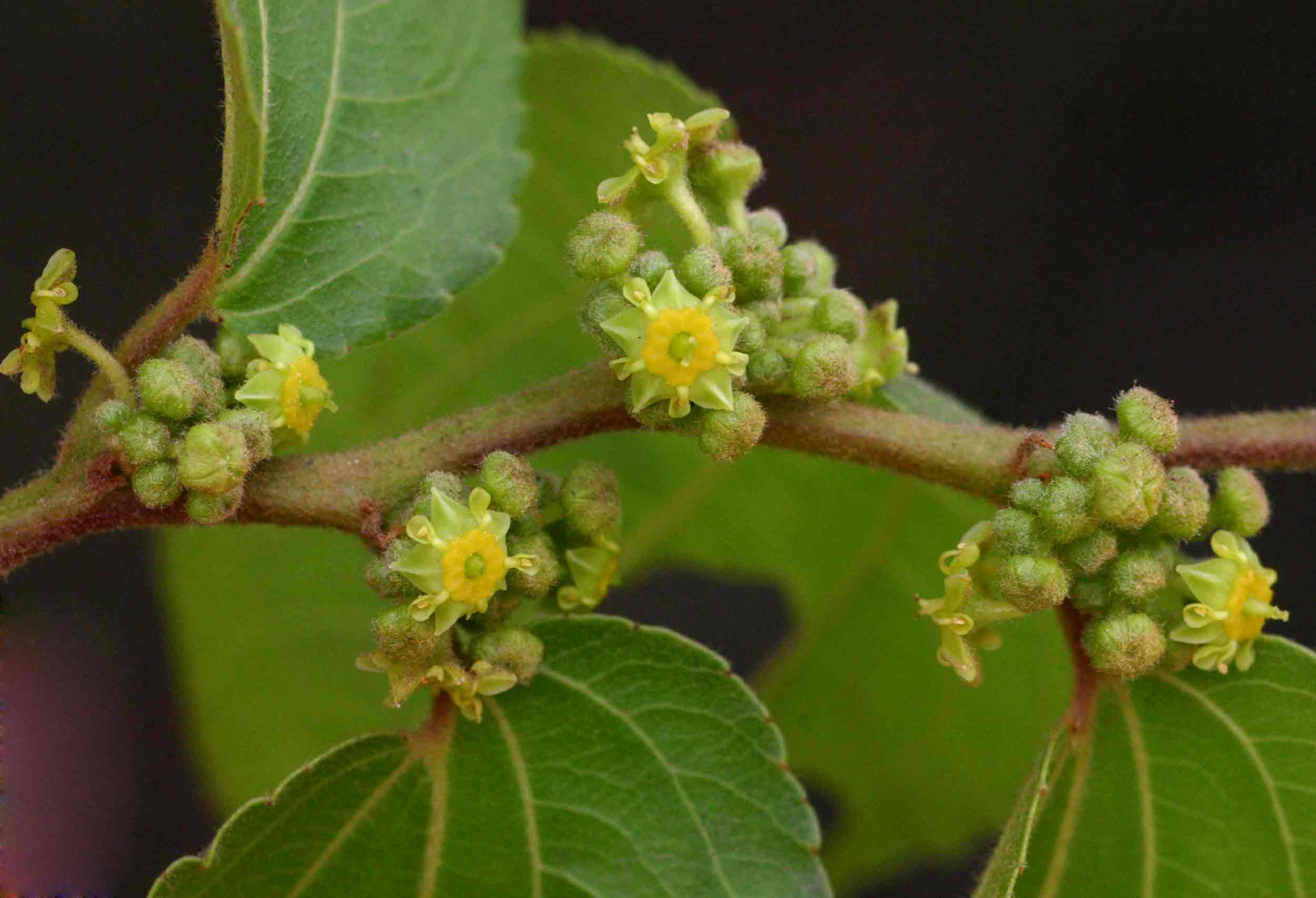 Ziziphus mucronata